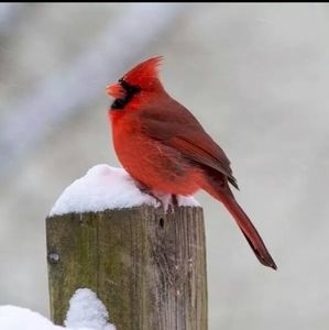 Meet your Posher, Brenda